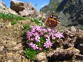 06 Farfalla sui fiori, pizzo dei Tre Signori